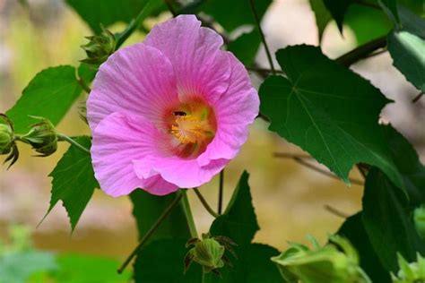 樹芙蓉|芙蓉（锦葵科木槿属植物）